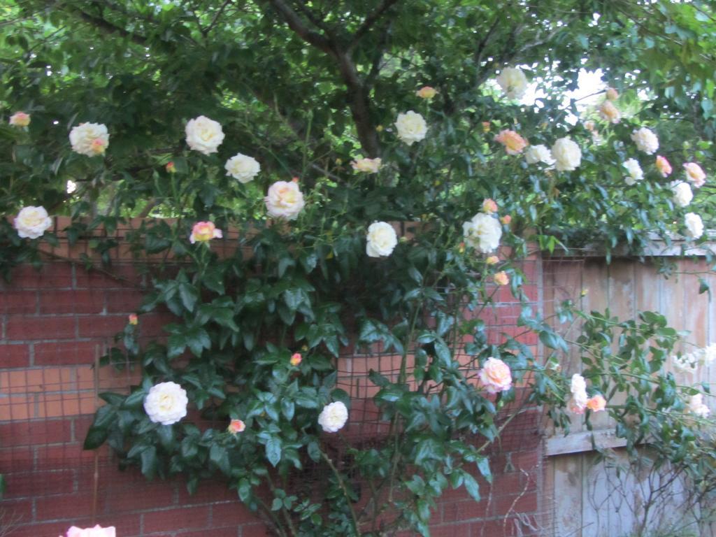 Airport Stableford B&B Christchurch Exterior foto